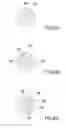 Fig. 10 - EXTRUSION DIE