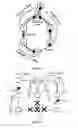 Fig. 02 - Port table flushing in ethernet networks