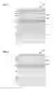 Fig. 02 - GaN-based laser diodes with misfit dislocations displaced from the active region