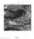 Fig. 08 - Epithelial structure detector and related methods