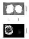 Fig. 04 - Method and system for determining the quality of pharmaceutical products