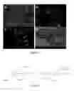 Fig. 02 - Conjugated polyelectrolyte capsules: light activated antimicrobials