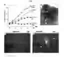 Fig. 08 - Compositions and methods of use of targeting peptides against placenta and adipose tissues