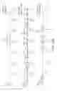Fig. 22 - IDENTIFICATION OF INSECT ATTRACTANT, ARRESTING, AND/OR AGGREGATION COMPOUNDS AND METHODS THEREOF