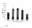 Fig. 04 - CATABOLIC AGENTS