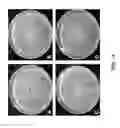 Fig. 06 - Isolation of novel bacteria contributing to soilborne disease suppression