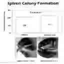 Fig. 01 - METHODS FOR CELL EXPANSION AND USES OF CELLS AND CONDITIONED MEDIA PRODUCED THEREBY FOR THERAPY