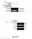 Fig. 07 - SIVA 2 STABILIZATION