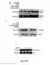 Fig. 09 - SIVA 2 STABILIZATION