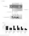 Fig. 02 - Amino acid sequences directed against multitarget scavenger receptors and polypeptides