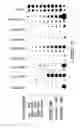 Fig. 03 - POLYNUCLEOTIDES AND POLYPEPTIDE SEQUENCES INVOLVED IN THE PROCESS OF BONE REMODELING