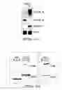 Fig. 20 - POLYNUCLEOTIDES AND POLYPEPTIDE SEQUENCES INVOLVED IN THE PROCESS OF BONE REMODELING