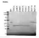 Fig. 03 - Antibody variants having modifications in the constant region