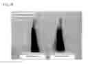 Fig. 06 - Composition of a Temporary Hair Thickener