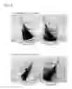 Fig. 07 - Composition of a Temporary Hair Thickener