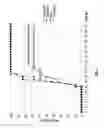 Fig. 08 - Compounds and methods for the treatment of inflammatory diseases of the CNS