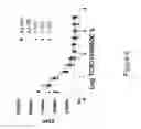 Fig. 07 - PRIMING OF AN IMMUNE RESPONSE