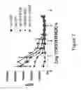 Fig. 08 - PRIMING OF AN IMMUNE RESPONSE
