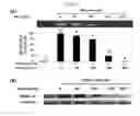 Fig. 03 - Anticancer composition containing herbal extract