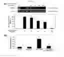 Fig. 04 - Anticancer composition containing herbal extract