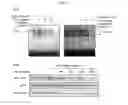 Fig. 07 - Anticancer composition containing herbal extract