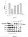 Fig. 07 - Method for anti-oxidation, inhibiting activity and/or expression of matrix metalloproteinase, and/or promoting expression of collagen using leaf extract