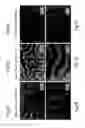 Fig. 02 - Assemblies comprising block co-polymer films and nanorods