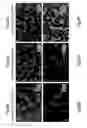 Fig. 07 - Assemblies comprising block co-polymer films and nanorods