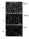 Fig. 09 - Assemblies comprising block co-polymer films and nanorods