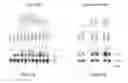 Fig. 07 - Optimization of determinants for successful genetic correction of diseases, mediated by hematopoietic stem cells