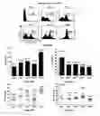 Fig. 12 - Optimization of determinants for successful genetic correction of diseases, mediated by hematopoietic stem cells
