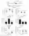 Fig. 15 - Optimization of determinants for successful genetic correction of diseases, mediated by hematopoietic stem cells
