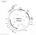 Fig. 02 - Methods for determining the presence or absence of elite event RF-BN1 in plant material