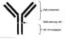 Fig. 01 - IMMUNOGLOBULIN GLYCOSYLATION PATTERN ANALYSIS
