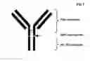 Fig. 02 - IMMUNOGLOBULIN GLYCOSYLATION PATTERN ANALYSIS