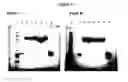 Fig. 14 - Modified Human Growth Hormone