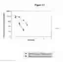 Fig. 20 - Modified Human Growth Hormone