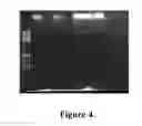 Fig. 05 - NUCLEIC ACID AMPLIFICATION
