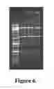 Fig. 07 - NUCLEIC ACID AMPLIFICATION