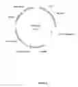 Fig. 09 - Pentose Fermentation By a Recombinant Microorganism