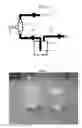 Fig. 02 - Porous ceramic processing using a co-prilled wax and non-ionic surfactant mixture