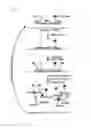 Fig. 02 - Modified RNAse H and detection of nucleic acid amplification