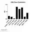 Fig. 09 - COMPOUNDS AND METHODS FOR THE TREATMENT OF AUTOIMMUNE AND INFLAMMATORY DISEASE