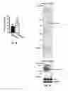 Fig. 09 - TERMINALLY-DIFFERENTIATED ANUCLEATE PLATELET PROGENY GENERATION