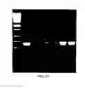 Fig. 25 - Triterpene compositions and methods for use thereof