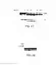 Fig. 42 - Triterpene compositions and methods for use thereof