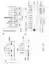 Fig. 28 - LIPIDS, LIPID COMPLEXES AND USE THEREOF