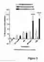 Fig. 09 - METHODS FOR TREATING LOWER URINARY TRACT DISORDERS USING alpha2delta SUBUNIT CALCIUM CHANNEL MODULATORS WITH SMOOTH MUSCLE MODULATORS