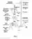 Fig. 03 - Dry Granulation Binders, Products, and Use Thereof
