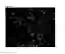 Fig. 09 - AMINO ACID SEQUENCES DIRECTED AGAINST INTEGRINS AND USES THEREOF